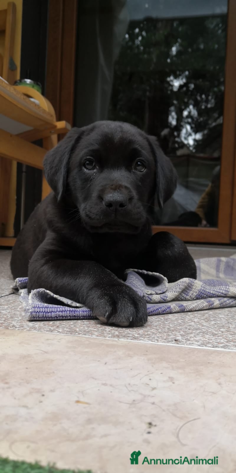 Labrador cani Cuccioli di Labrador Retriever neri  - Annuncio 16