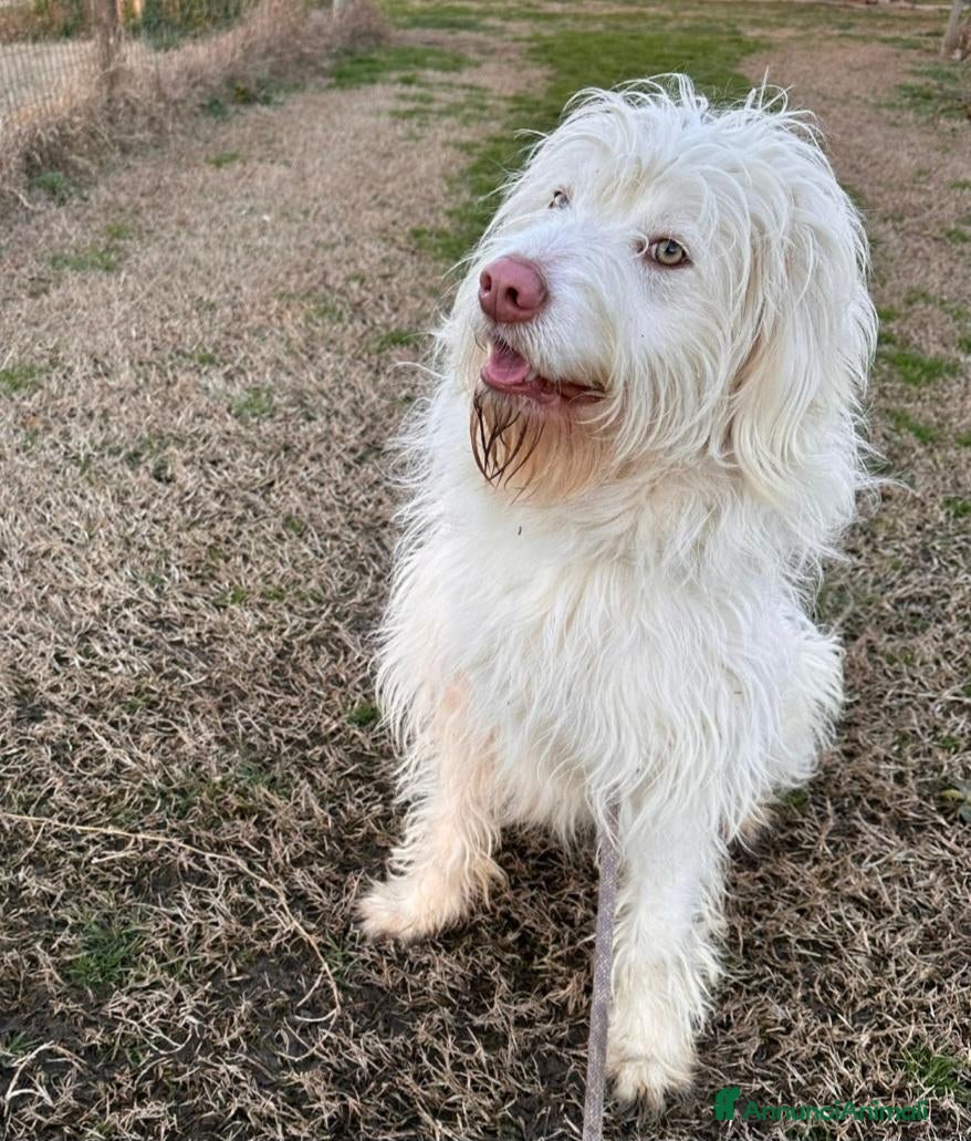 Meticcio cani BUTTATO VIA DALLA SUA FAMIGLIA  - Annuncio 35