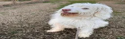 Meticcio cani in regalo: BUTTATO VIA DALLA SUA FAMIGLIA  a Città Metropolitana di Bologna - Annuncio 1