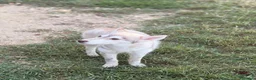 Husky cani in vendita: 4 cuccioline di Siberian Husky a Città Metropolitana di Firenze - Annuncio 4