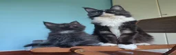 Maine Coon gatti in vendita: Gattini Maine Coon Allevamento Amatoriale  - Annuncio 13