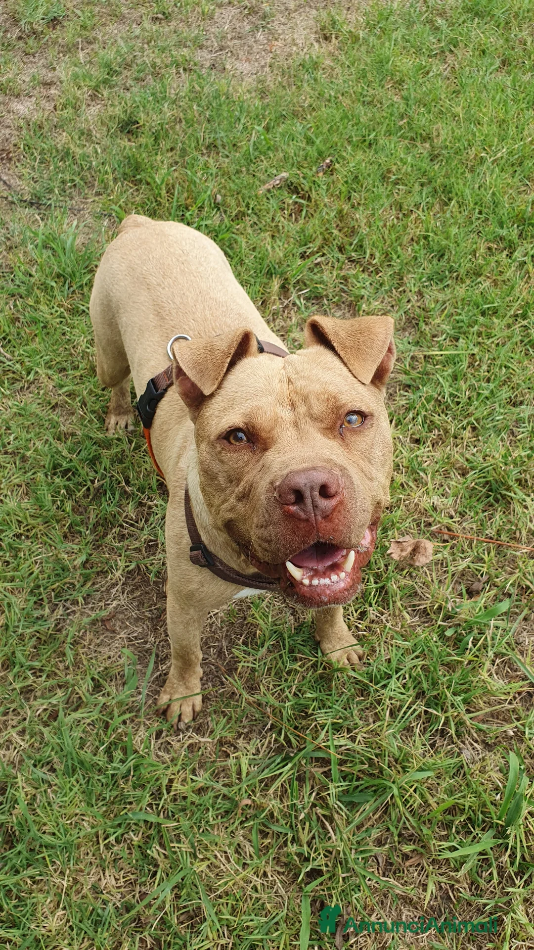 Pitbull cani in regalo: Omar, abbandonato in un box - Annuncio 23