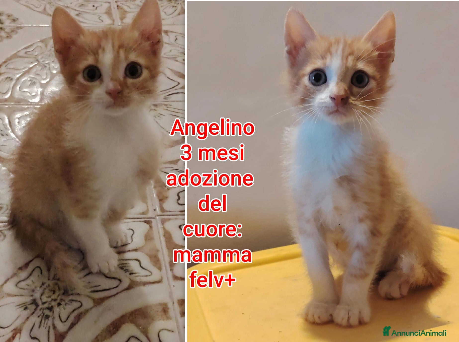 Meticcio gatti MICINI: TEMPO SCADUTO, URGENTE  - Annuncio 3