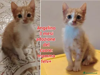 Meticcio gatti MICINI: TEMPO SCADUTO, URGENTE - Annuncio 1