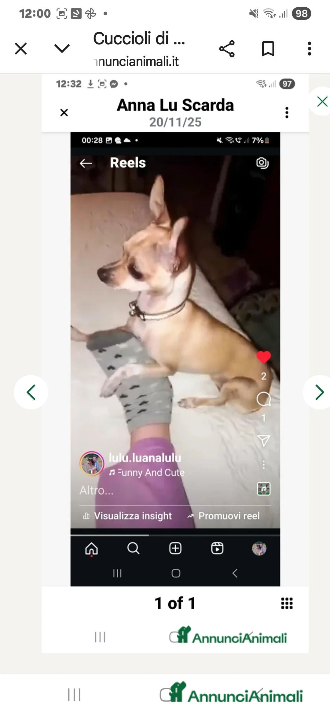 Chihuahua cani in vendita: Cuccioli di chihuahua - Annuncio 22