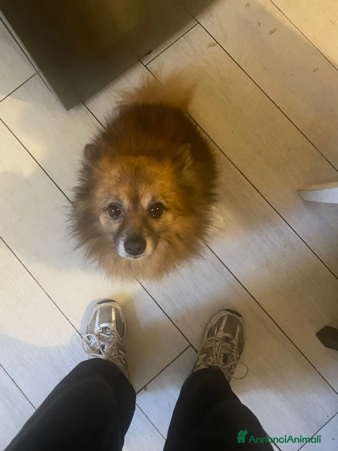 Volpino Pomerania cani per accoppiamento: Cerco volpino di Pomerania femmina per monta  a Provincia di Imperia - Annuncio 1