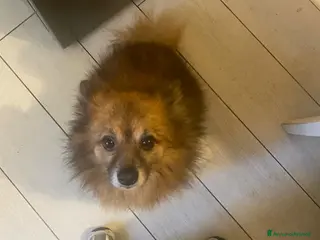 Volpino Pomerania cani Cerco volpino di Pomerania femmina per monta - Annuncio 6