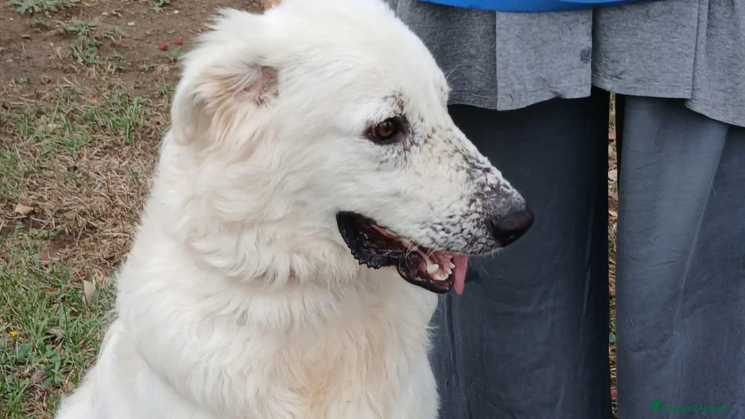 Meticcio cani in regalo: PROSPERO PIU' DI TUTTI MERITA IL TUO AMORE... - Annuncio 2