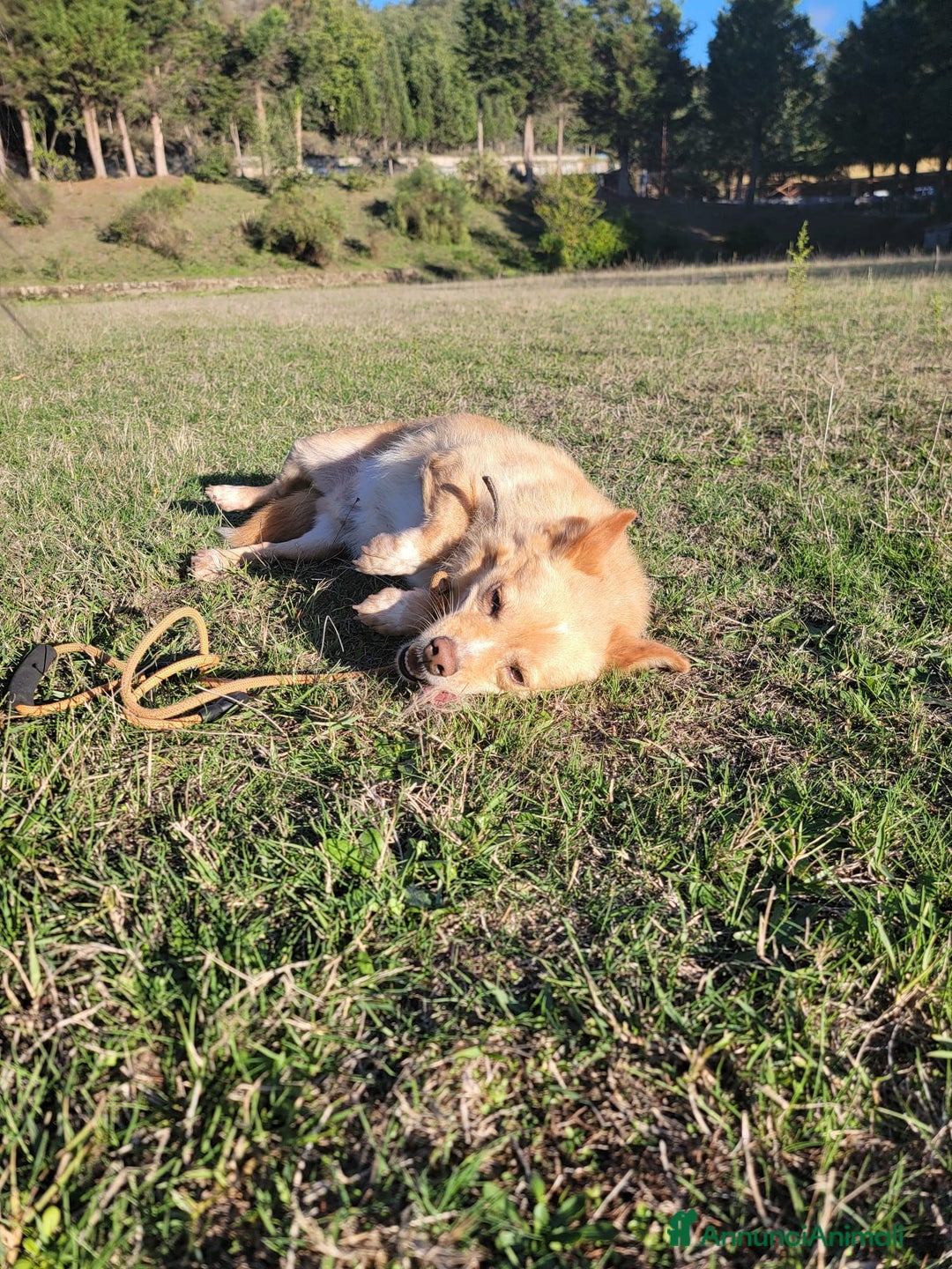 Meticcio cani in regalo: Bampy un nanetto che cerca casa - Annuncio 2