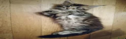 Maine Coon gatti in vendita: Cucciola di Maine Coon a Città Metropolitana di Bologna - Annuncio 7