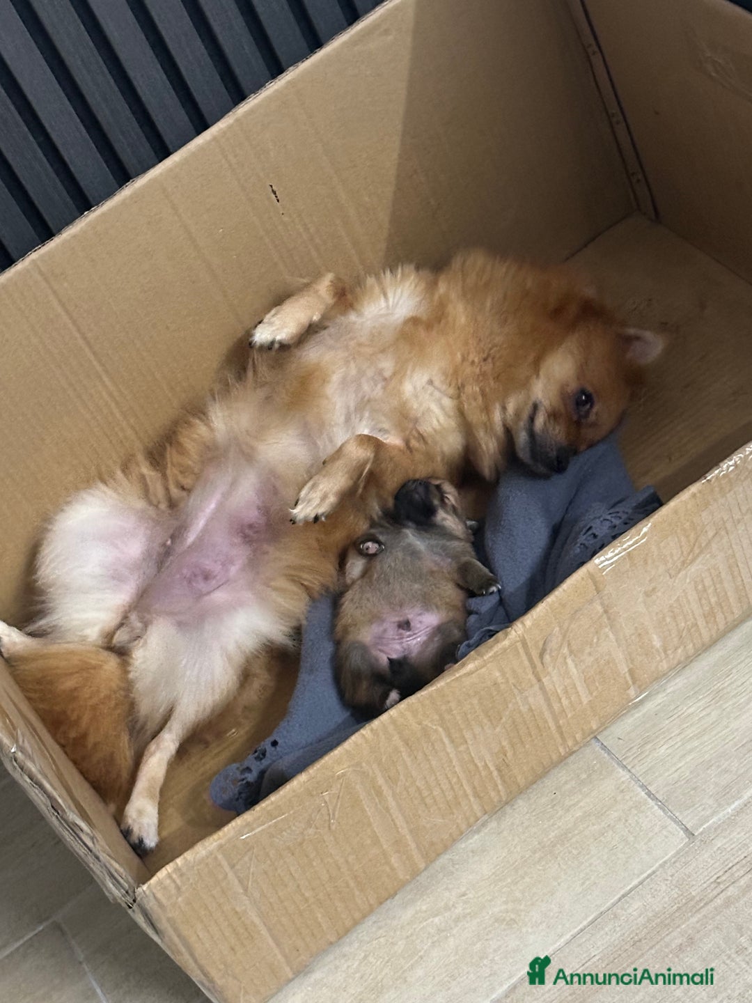 Volpino Pomerania cani in vendita: Cucciolo di Spitz  - Annuncio 8