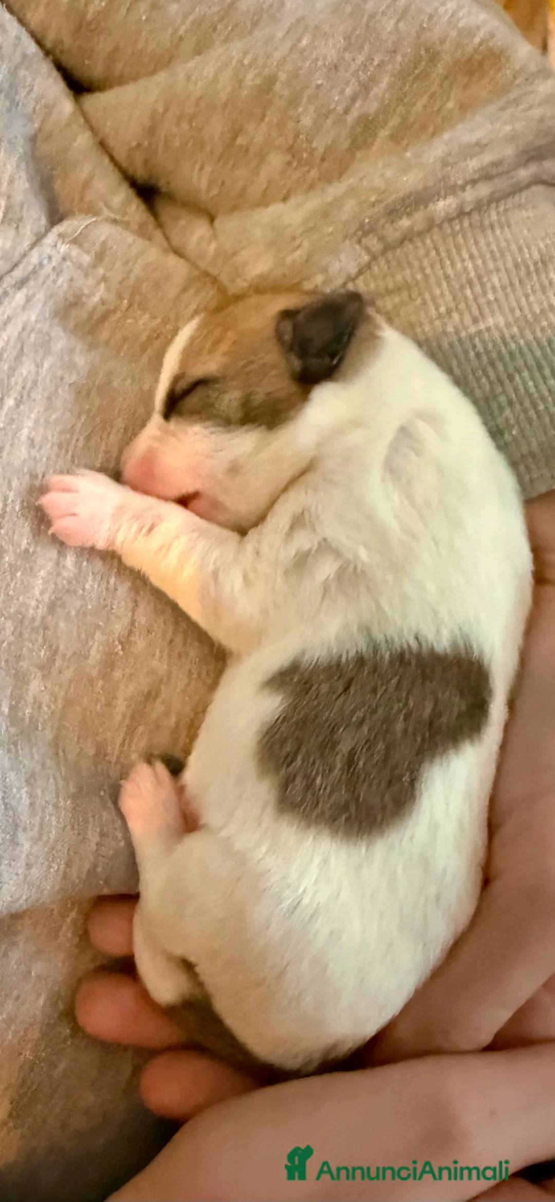 Jack Russell cani in vendita:  Cuccioli Jack Russel a Provincia di Brescia - Annuncio 2