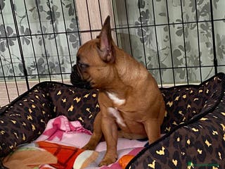 Bulldog cani Buldog - Annuncio 1