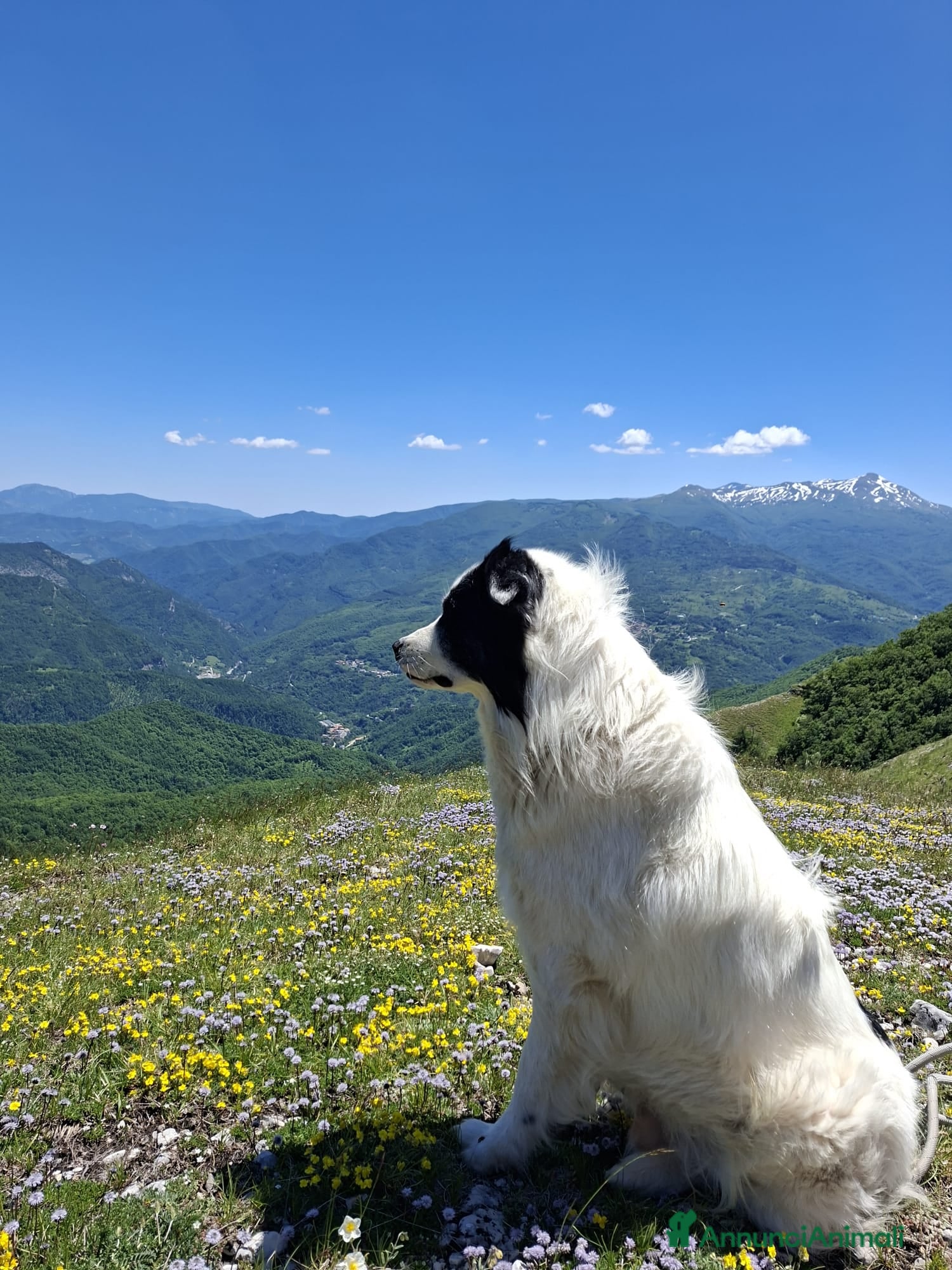 Meticcio cani Pepe cerca fidanzata - Annuncio 1