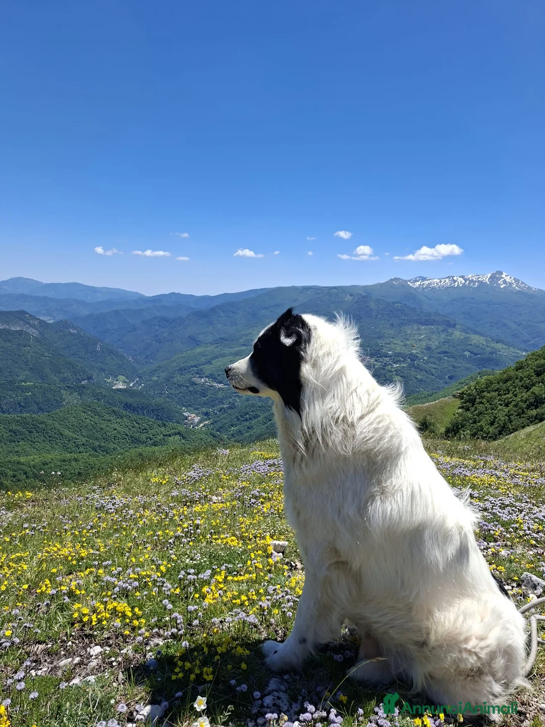 Meticcio cani per accoppiamento: Pepe cerca fidanzata a Città metropolitana di Roma Capitale - Annuncio 1