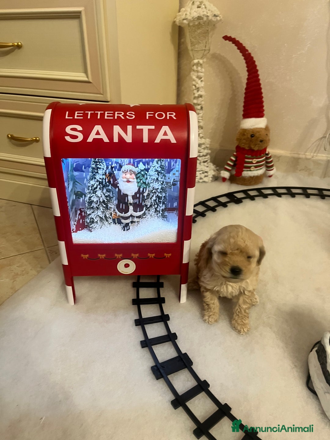 Barboncino Toy cani in vendita: Barboncino toy - Annuncio 5