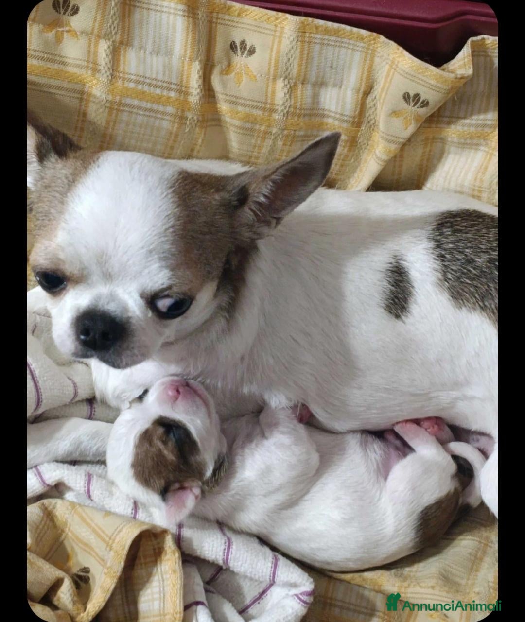 Chihuahua cani in vendita: Chihuahua maschio pelo corto  - Annuncio 21