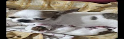 Chihuahua cani in vendita: Chihuahua maschio pelo corto  a Libero consorzio comunale di Siracusa - Annuncio 1