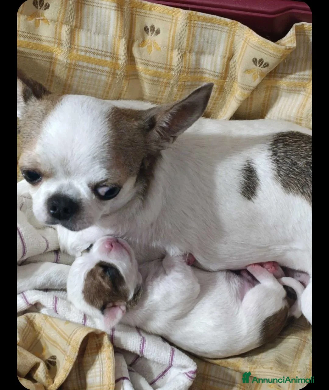 Chihuahua cani in vendita: Chihuahua maschio pelo corto  a Libero consorzio comunale di Siracusa - Annuncio 1