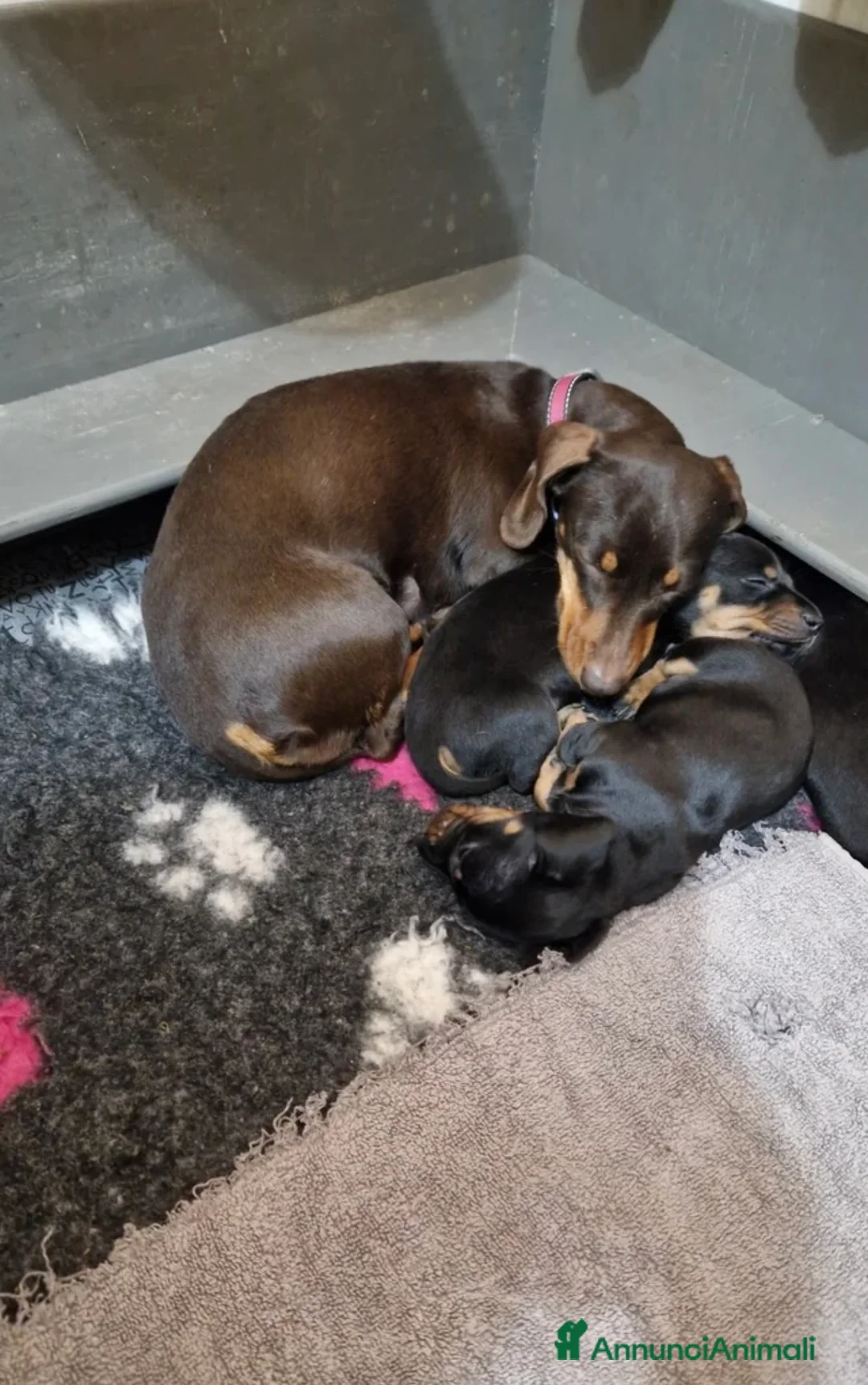 Bassotto cani in vendita: Bassotti Nani  - Annuncio 14