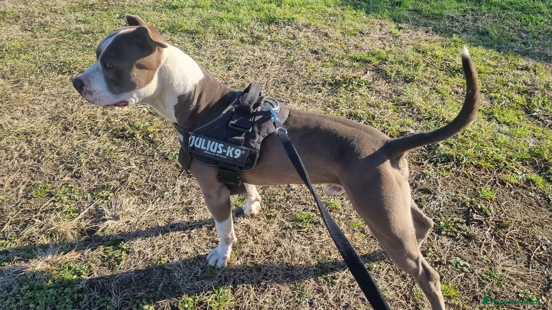 Pitbull cani in vendita: American pitbull terrier  - Annuncio 12