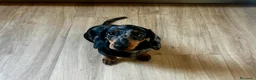 Bassotto cani in vendita: BASSOTTO Bellissimo cucciolo  - Annuncio 5