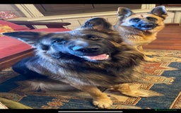 Pastore Tedesco cani in vendita: Cuccioli di pastore tedesco a Provincia di Brindisi - Immagine 17