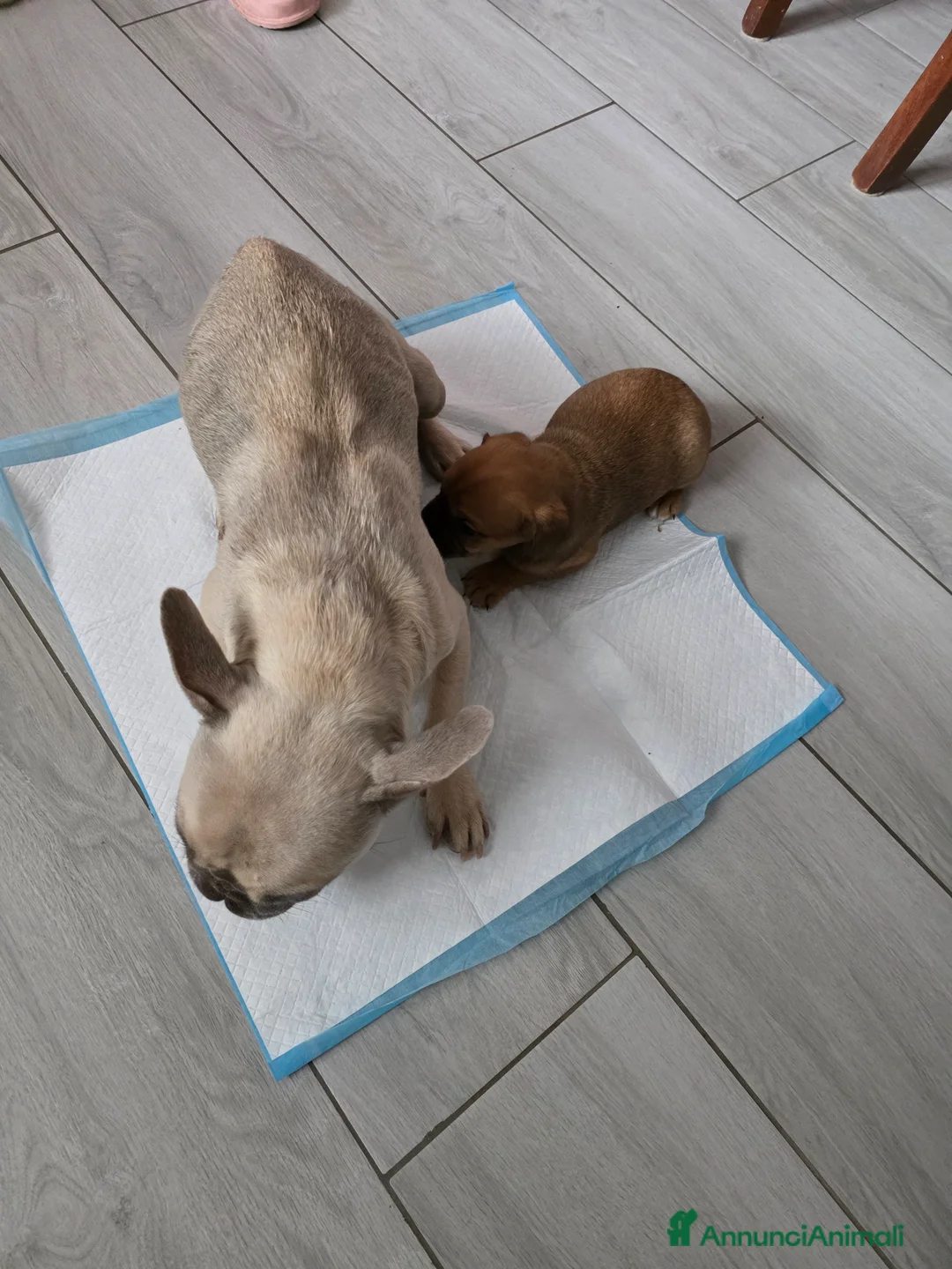 Meticcio cani in vendita: Meticci Bulldog Francese - Annuncio 2