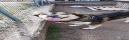 Husky cani in regalo: LARA  a Provincia di Avellino - Annuncio 3