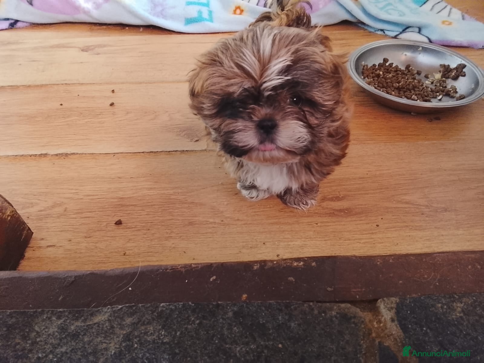 Shih Tzu cani Splendidi cuccioli di Shitzu  - Annuncio 6