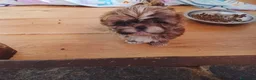 Shih Tzu cani in vendita: Splendidi cuccioli di Shitzu  - Annuncio 1