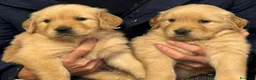 Golden Retriever cani in vendita: Cuccioli di Golden Retriever Americani 100% - Annuncio 6