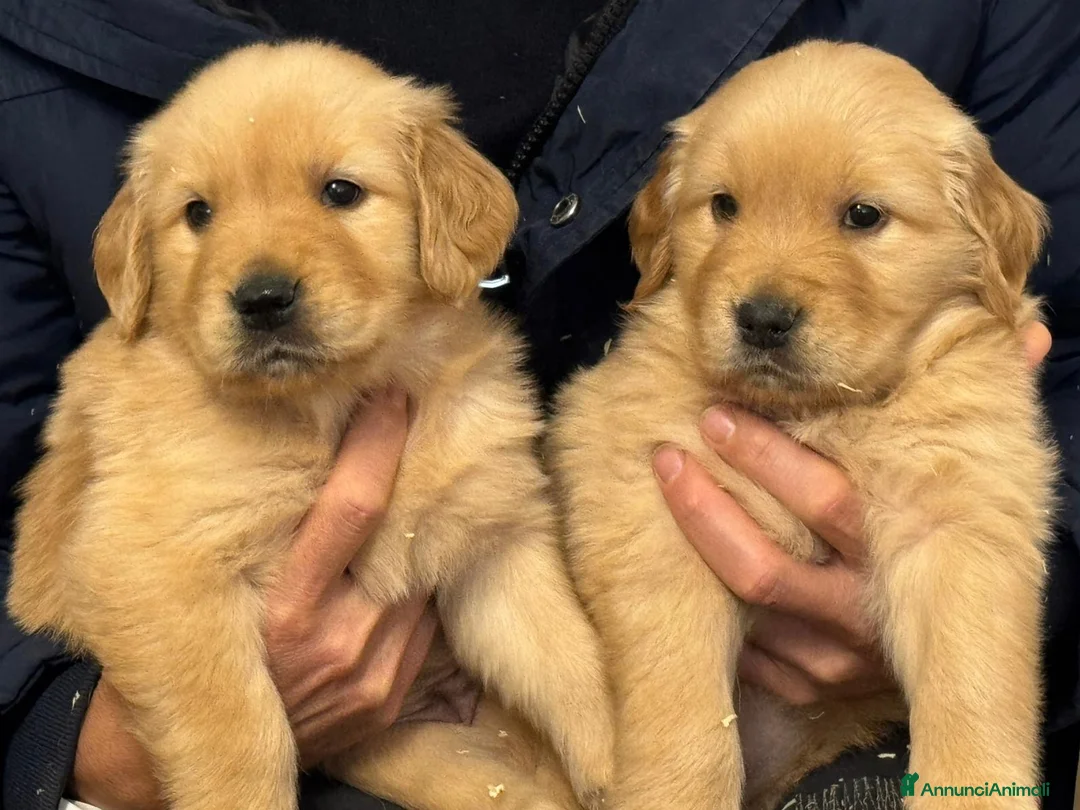 Golden Retriever cani in vendita: Cuccioli di Golden Retriever Americani 100% - Annuncio 6