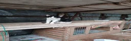 Altre razze gatti in regalo: 🐾❤️ **8 PICCOLI GATTINI CERCANO CASA ❤️🐾 - Annuncio 1