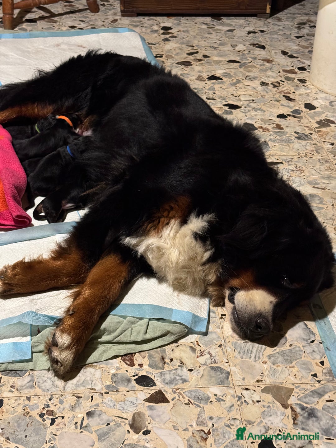 Bovaro del Bernese cani in vendita: Disponibili Cuccioli Bovaro Del Bernese - Annuncio 16