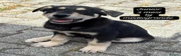 Meticcio cani in regalo: Cuccioli, non hanno chiesto di nascere  a Provincia di Brescia - Annuncio 1
