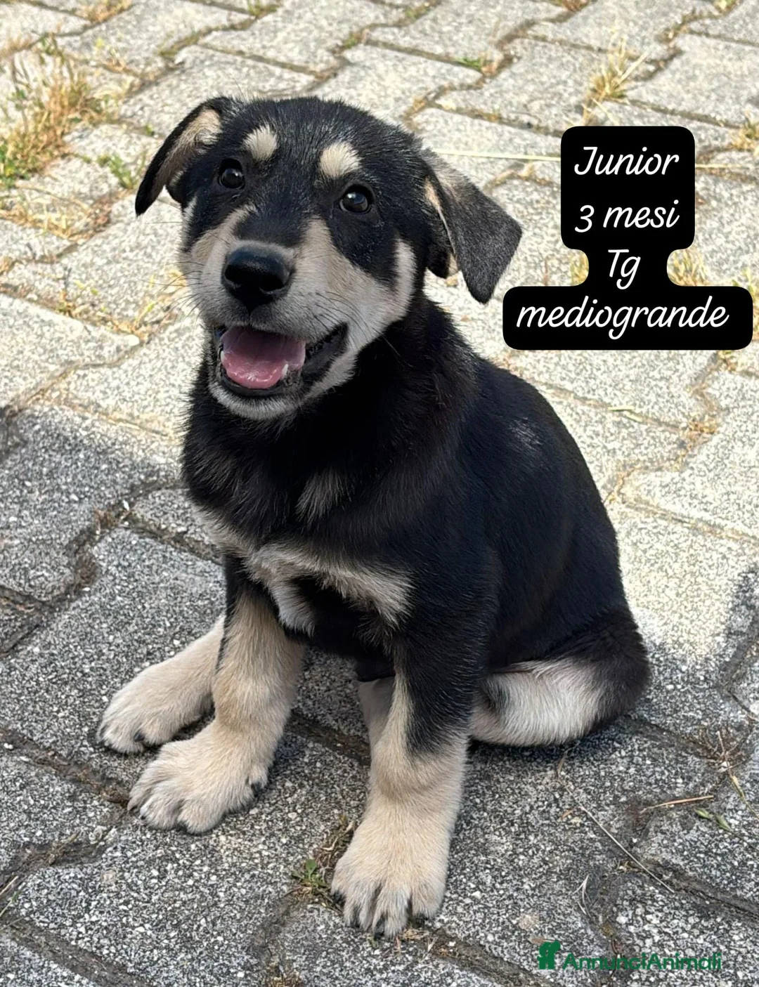 Meticcio cani in regalo: Cuccioli, non hanno chiesto di nascere  a Provincia di Brescia - Annuncio 1