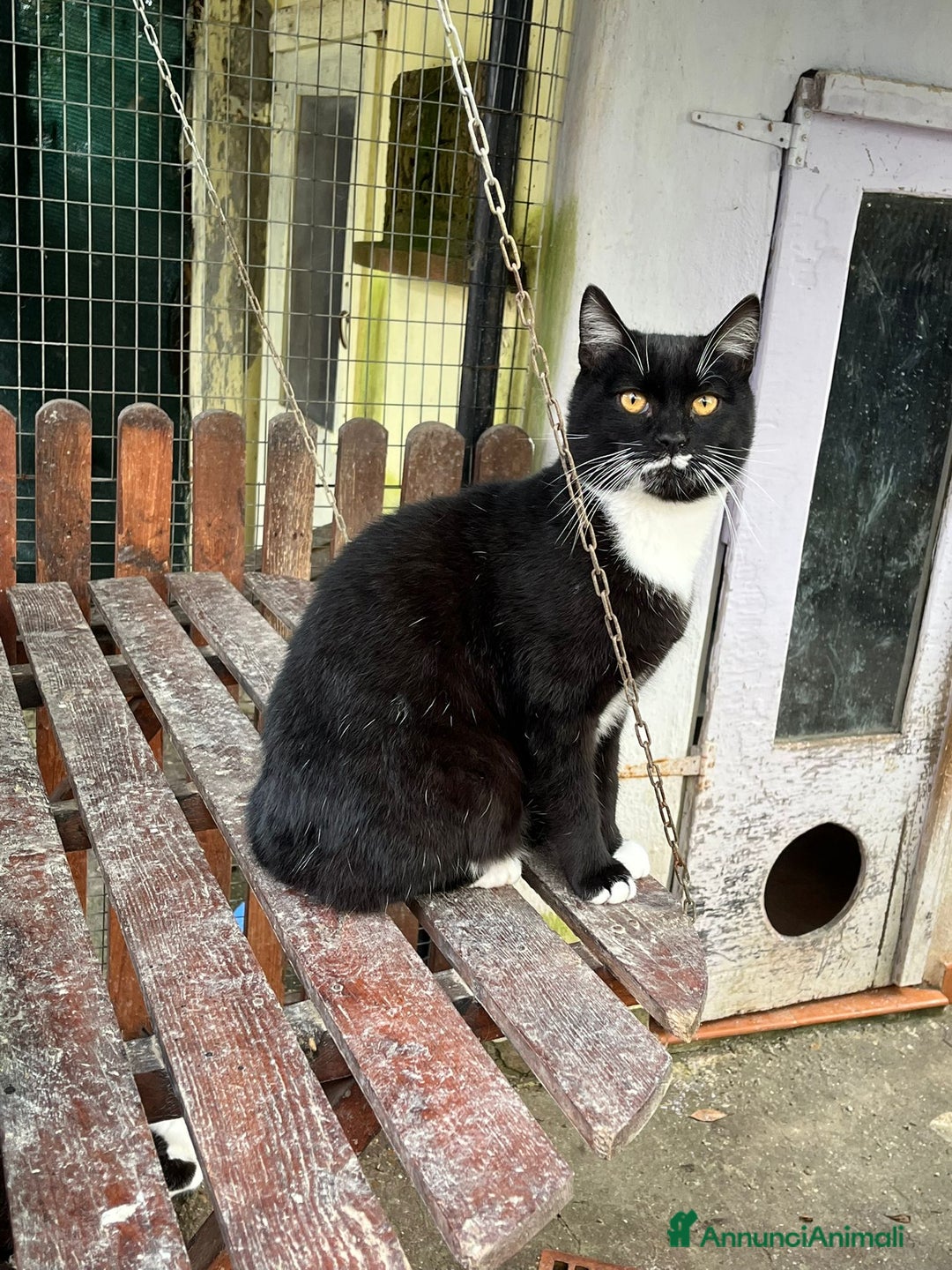 Europeo gatti in regalo: Gattino bianco e nero - Annuncio 3