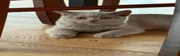 British gatti in vendita: Quattro piccoli British cercano casa 🐾 - Annuncio 3