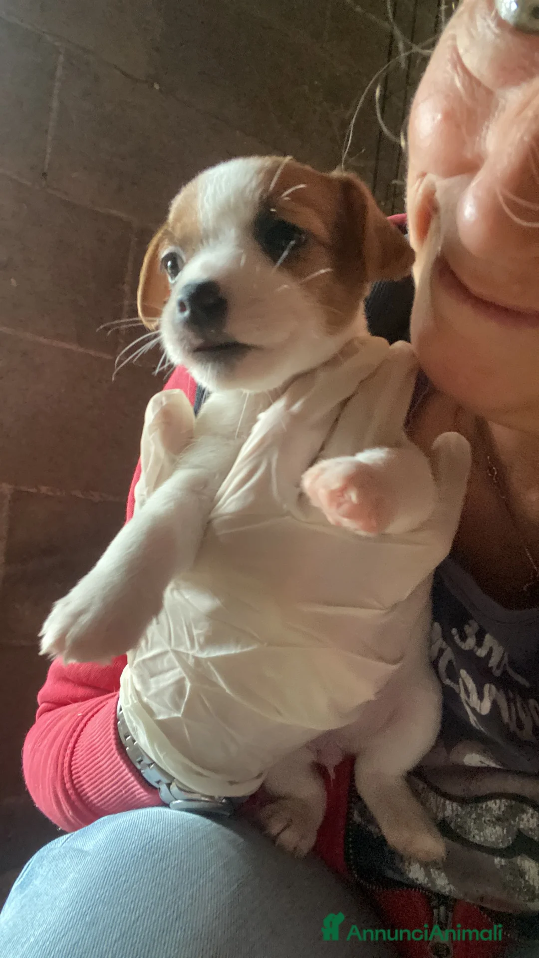 Jack Russell cani in vendita: Jack Russell terrier femmina pelo corto pedigree - Annuncio 2