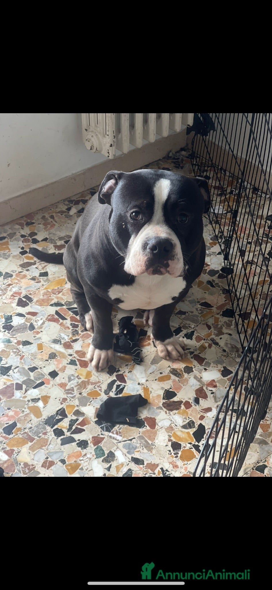 American Bully cani American bully puro Cerca famiglia con giardino - Annuncio 33