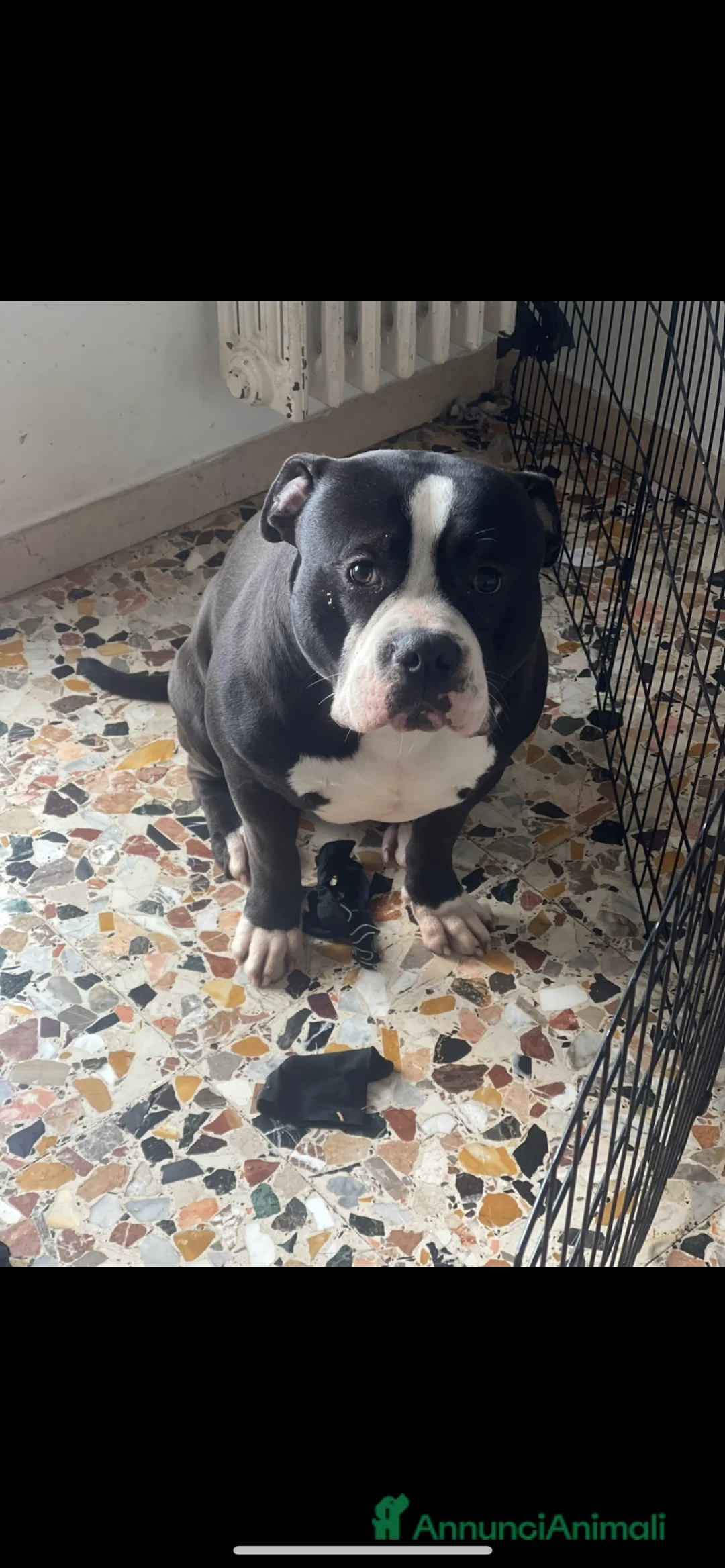 American Bully cani in regalo: American bully puro Cerca famiglia con giardino - Annuncio 1