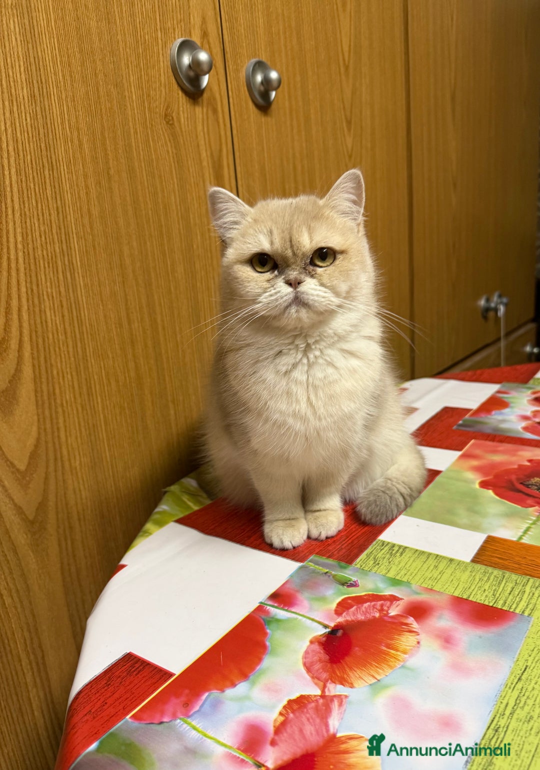 British gatti in vendita: British femmina lilac golden  - Annuncio 2