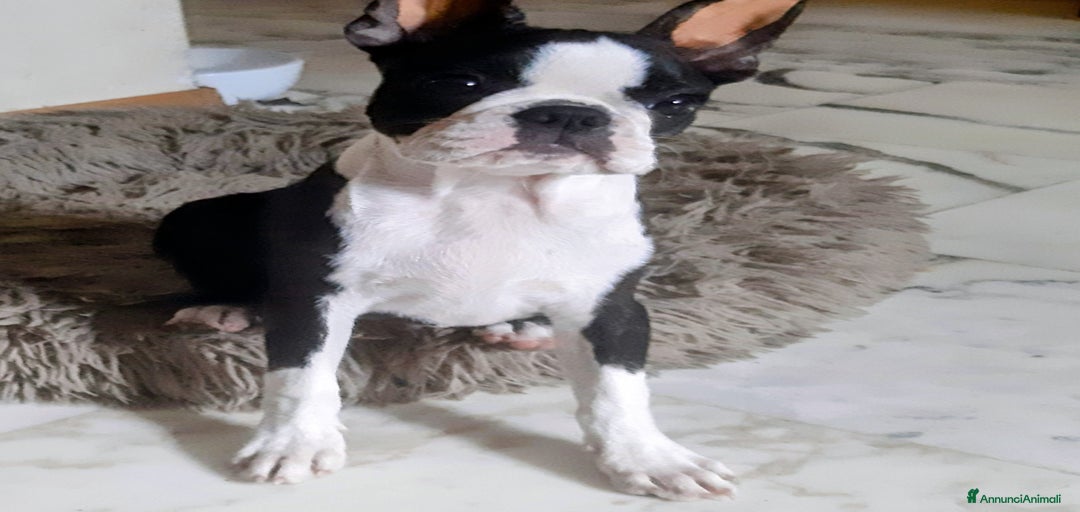 Immagine della galleria {{count}}