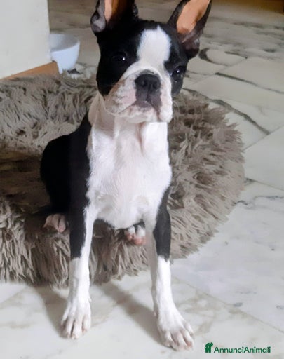 Immagine della galleria {{count}}