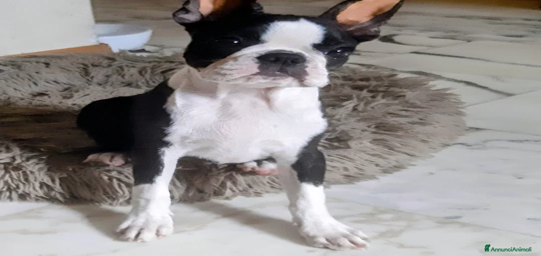 Immagine della galleria {{count}}