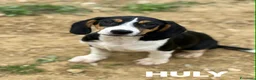 Meticcio cani in regalo: HULYA, cucciolotta super simpatica! - Annuncio 2
