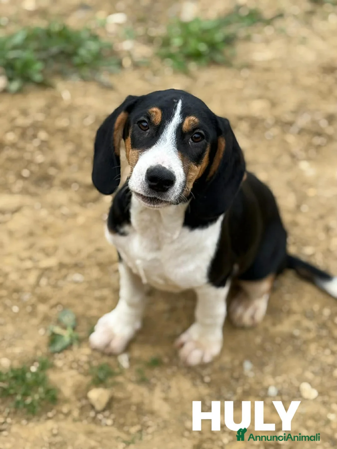 Meticcio cani in regalo: HULYA, cucciolotta super simpatica! - Annuncio 2