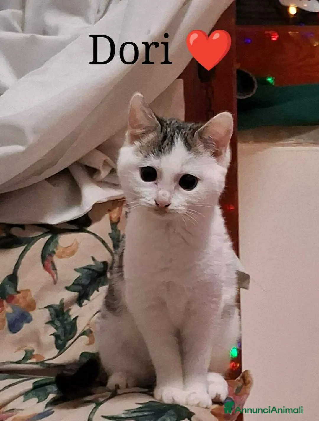 Meticcio gatti in regalo: Micina 4mesi CIECA ADOZIONE DEL CUORE.NAPOLI - Annuncio 1