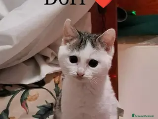 Meticcio gatti Micina 4mesi CIECA ADOZIONE DEL CUORE.NAPOLI - Annuncio 34